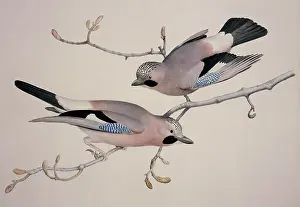 Corvidae: Garrulus glandarius, Eurasian jay