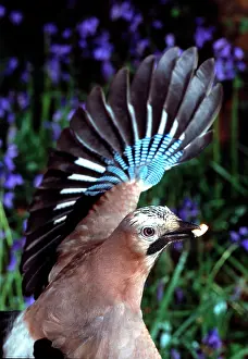 Corvidae: Garrulus glandarius, European jay