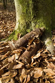 Fumin: Gas and HE shells in the Bois de Fumim