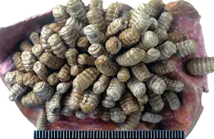 Attachment: Gasterophilus, horse botfly