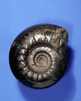 Coil: Gastrioceras, goniatite