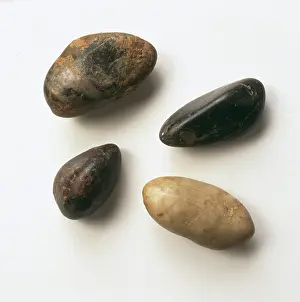 Digestion: Gastroliths, dinosaur stomach stones