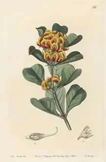 John Lindley: Gastrolobium dilatatum