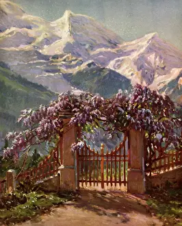 Vines: Gate of Mountain Retreat