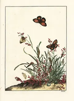 Metamorphoses: Gatekeeper butterfly, Pyronia tithonus, on grasses