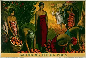 Pods: Gathering cocoa pods