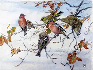 Finches: A Gathering of Finches