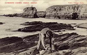 Limpets: Gathering Limpets - Birsay, Orkney