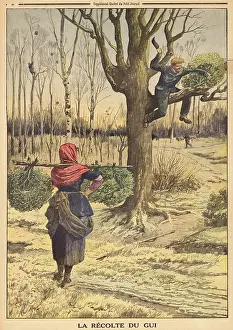 Countryfolk: Gathering mistletoe, France