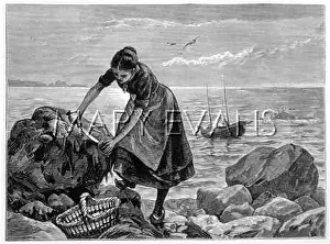 Fisherwoman: GATHERING ORMERS/1878