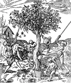 Spice: Gathering Pepper In India, 1579