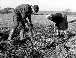 Spud: GATHERING POTATOES