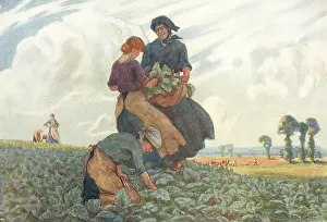 Rhubarb: Gathering Rhubarb
