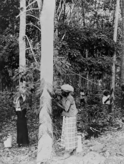 Hardens: Gathering rubber sap. The rubber plants ?