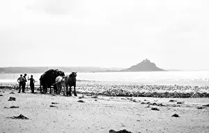 Michaels: Gathering seaweed, Mounts Bay