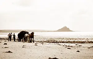 Michaels: Gathering seaweed, Mounts Bay, Cornwall, early 1900s