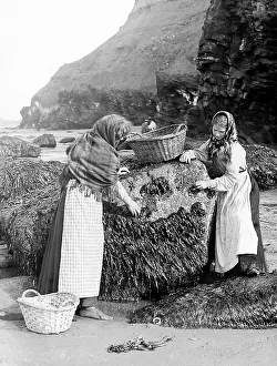 Mussels: Gathering shellfish, Whitby, Victorian period