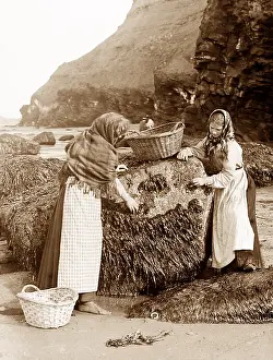 Mussels: Gathering shellfish, Whitby, Victorian period