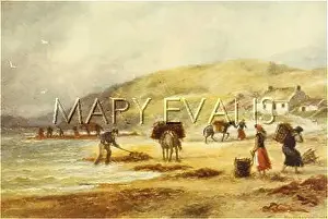 Wrack: GATHERING WRACK, IRELAND
