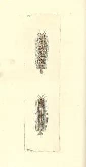 Polychaete: Gattyana cirrhosa