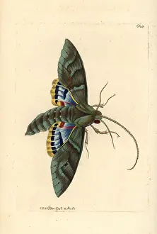 Gaudy: Gaudy sphinx moth, Eumorpha labruscae