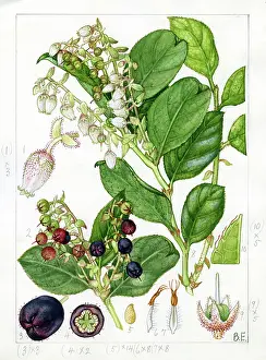 Leith: Gaultheria shallon - salal