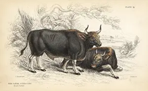Gaur: Gaur or Indian bison, Bos gaurus