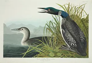 Loon: Gavia immer, great-northern diver