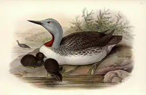 Loon: Gavia stellata, red-throated diver