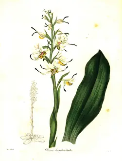 Maund: Gavilea longibracteata orchid