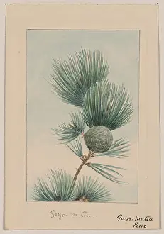 Needles: Gayo matsu pine