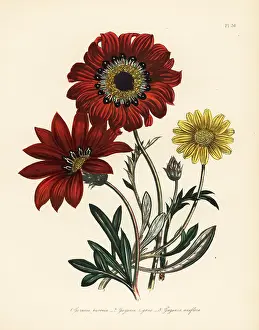 Loudon: Gazania species