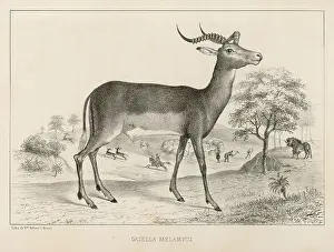 Doubtless: GAZELLA MELAMPUS
