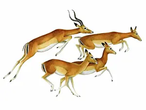Gazelles: Four Gazelles, entitled 'Impala'