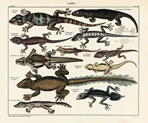 Platyurus: Gecko species