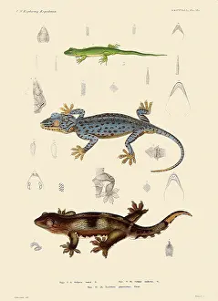 Reptilia: Geckos
