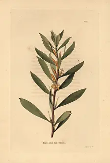 Lanceolata: Geebung or snottygobby, Persoonia lanceolata