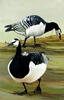 Iona: Geese (58 x 38)