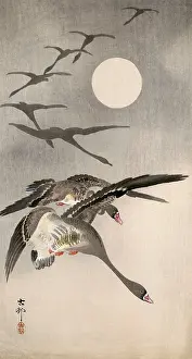 Circling: Geese Descending