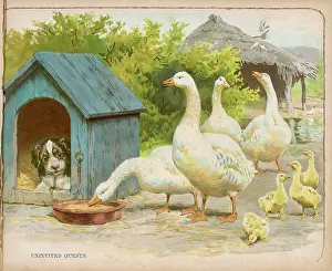 Anser: GEESE AND DOG