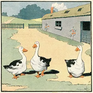 Anser: GEESE IN FRANCE