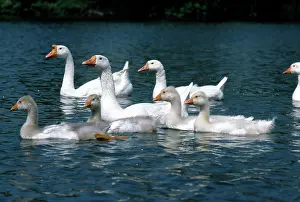 Lynch: Geese with Goslings ' on river