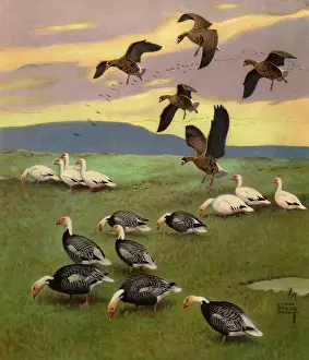 Bogue: Several Geese on Grass