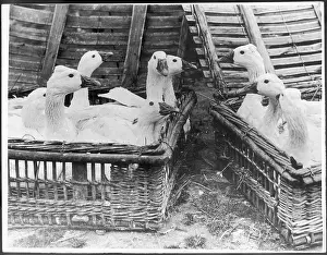 Hampers: GEESE IN HAMPERS