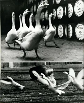 Disturbance: Geese help to guard barrels of whisky, Dumbarton, Scotland