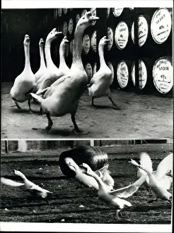 Disturbance: Geese help to guard barrels of whisky, Dumbarton, Scotland