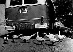 Squawking: GEESE MISS THE BUS