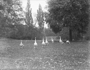 Gaggle: GEESE IN A PARK
