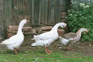 Ovchinnikov: Geese photo art work, 1990