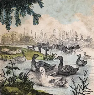 Anser: GEESE ON A POND